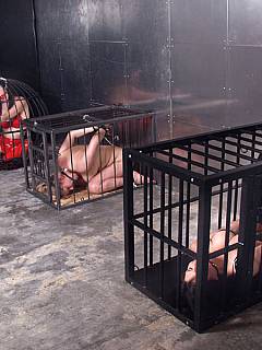 Dominatrix is having a whole zoo of sexy women dressed up in rubber and locked up in cages