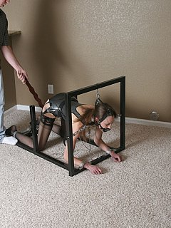 Dog Style Trainer